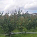Prunus armeniaca Folha