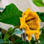 Solandra grandiflora List