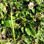 Dryas octopetala Leaf