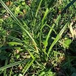 Carex leersii Лист