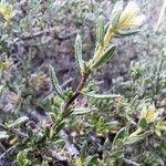 Lithodora fruticosa Leaf