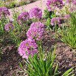 Allium angulosum Habit