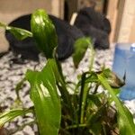 Spathiphyllum floribundumList