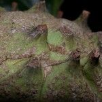 Magnolia inbioana Fruit