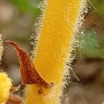 Orobanche flava Bark