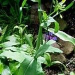 Brassica napus Habit