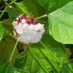 Clerodendrum chinense Levél