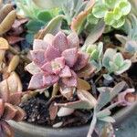 Sedum mendozae 叶