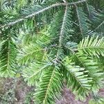 Abies balsamea 叶