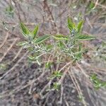 Buddleja alternifolia Folha