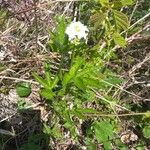 Cardamine leucantha অভ্যাস