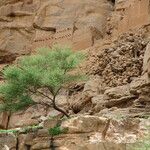 Vachellia tortilis 叶