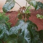 Jatropha gossypiifolia Blad