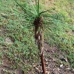 Yucca madrensis Leaf