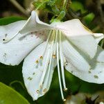 Rhododendron schlippenbachii Flor