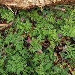 Dicentra formosa Hábito