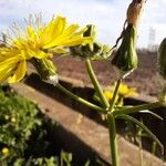 Sonchus tenerrimus Virág