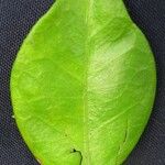 Tassadia obovata その他の提案