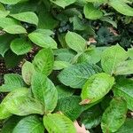 Persicaria virginiana Hábito