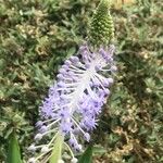 Scilla latifolia Flower