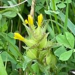 Rhinanthus minor Blomst