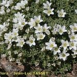 Arenaria tetraquetra Tervik taim