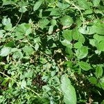 Rubus godronii Habitat