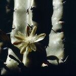 Myrtillocactus geometrizans Blomst