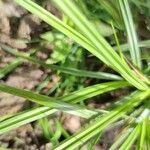 Carex pallescens Folha