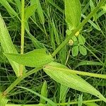 Centaurea nigrescens Blatt