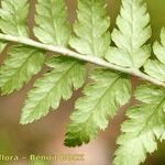 Dryopteris remota Blad