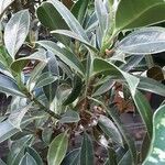 Ficus rubiginosa Levél