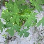 Carica papaya Feuille