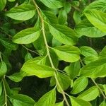Spiraea prunifolia Leaf