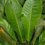 Anthurium ramonense Hoja