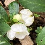 Helleborus nigerОблик