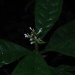 Psychotria mannii Kvet