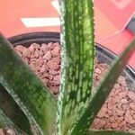 Gasteria obliqua ᱥᱟᱠᱟᱢ