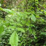 Fraxinus latifolia Habit