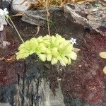 Pinguicula agnata Кветка