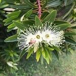 Xanthostemon verticillatus Flower