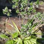 Allium tuberosum 花