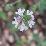 Verbena officinalis പുഷ്പം