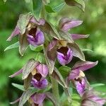 Epipactis helleborine Květ