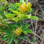 Crotalaria pycnostachya ফুল