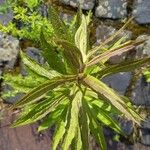 Solidago altissima पत्ता