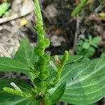 Spigelia anthelmia Folha