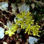 Petrosedum rupestre Flower