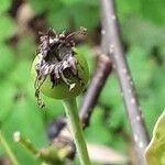 Pyrus calleryana Frucht