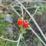 Lycium chinense Fruit